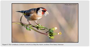 Attēlu rezultāti vaicājumam “Carduelis carduelis”