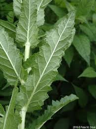 Image result for Verbascum blattaria