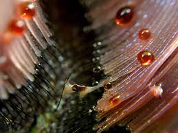 Attēlu rezultāti vaicājumam “Stemonitis splendens macro”