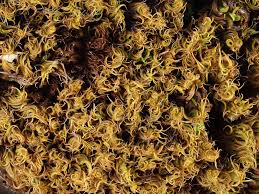 Attēlu rezultāti vaicājumam “Tortella inclinata”