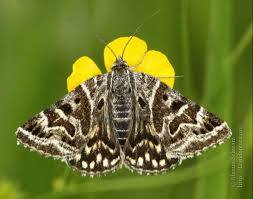 Attēlu rezultāti vaicājumam “Callistege mi”