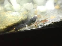 Attēlu rezultāti vaicājumam “Diderma crustaceum young”