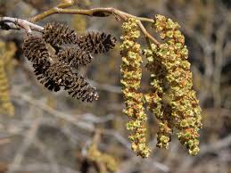 Attēlu rezultāti vaicājumam “Alnus incana female flower”