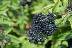 Attēlu rezultāti vaicājumam “Sambucus nigra fruit”