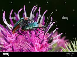 Attēlu rezultāti vaicājumam “Gaurotes virginea”