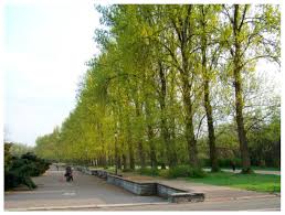 Attēlu rezultāti vaicājumam “Populus x petrowskyana”