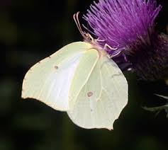 Attēlu rezultāti vaicājumam “Gonepteryx rhamni female”