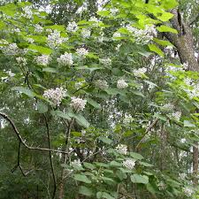 Attēlu rezultāti vaicājumam “Catalpa”