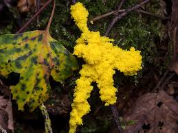 Attēlu rezultāti vaicājumam “Fuligo cinerea macro”