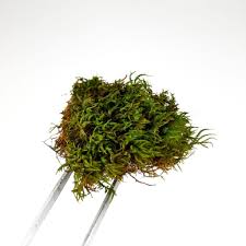 Attēlu rezultāti vaicājumam “Anomodon attenuatus”