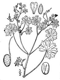 Attēlu rezultāti vaicājumam “Geranium pusillum flower”
