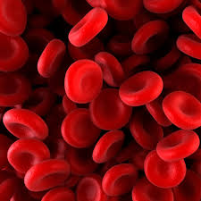 Image result for blood