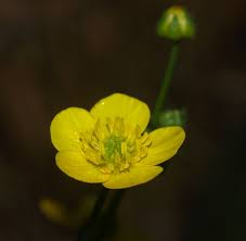 Attēlu rezultāti vaicājumam “Ranunculus repens flower”
