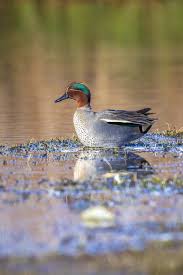 Attēlu rezultāti vaicājumam “Anas crecca male”