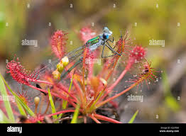 Attēlu rezultāti vaicājumam “Lestes sponsa”