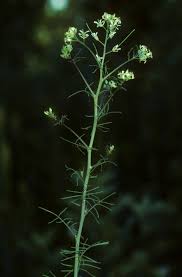 Attēlu rezultāti vaicājumam “Sisymbrium altissimum”