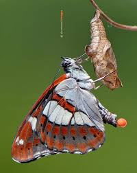 Attēlu rezultāti vaicājumam “Lopinga achine underside”