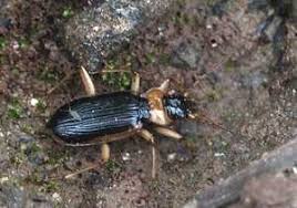 Attēlu rezultāti vaicājumam “Nebria livida”