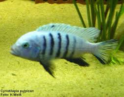 Risultati immagini per cynotilapia pulpican