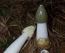Attēlu rezultāti vaicājumam “Phallus impudicus”