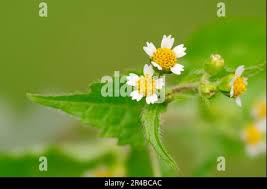 Attēlu rezultāti vaicājumam “Galinsoga quadriradiata flower”