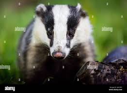 Attēlu rezultāti vaicājumam “Meles meles adult”