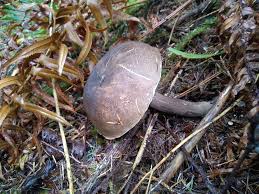 Attēlu rezultāti vaicājumam “Porphyrellus porphyrosporus”