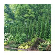 Attēlu rezultāti vaicājumam “Thuja occidentalis”