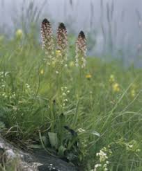 Attēlu rezultāti vaicājumam “Orchis ustulata flower”