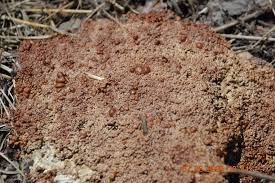 Attēlu rezultāti vaicājumam “Fuligo leviderma”