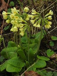 Image result for Primula elatior