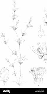 Attēlu rezultāti vaicājumam “Chara rudis”