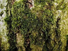 Attēlu rezultāti vaicājumam “Pterigynandrum filiforme”