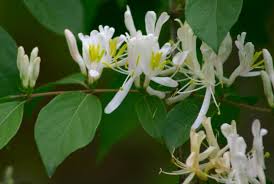 Attēlu rezultāti vaicājumam “Lonicera ferdinandii”