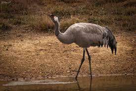 Attēlu rezultāti vaicājumam “Grus grus”