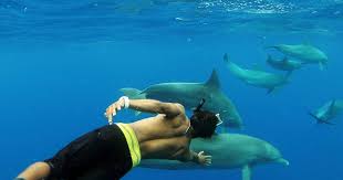 Image result for Belfairs Dolphins Snorkelling Club