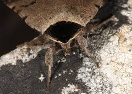 Attēlu rezultāti vaicājumam “Lygephila viciae”