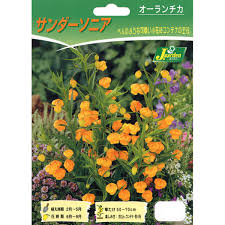 「ソニア・パレス」の画像検索結果