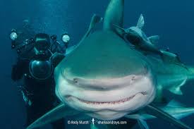Image result for Carcharhinus limbatus