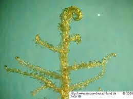 Attēlu rezultāti vaicājumam “Hamatocaulis lapponicus”