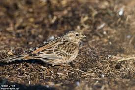 Image result for Emberiza leucocephalos