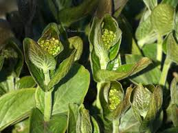 Attēlu rezultāti vaicājumam “Vincetoxicum hirundinaria leaf”