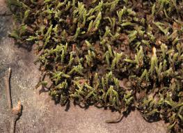 Attēlu rezultāti vaicājumam “Hedwigia ciliata sporophyte”