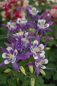 Image result for Aquilegia vulgaris