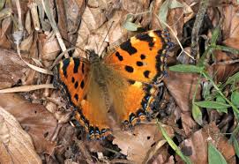 Attēlu rezultāti vaicājumam “Nymphalis polychloros underside”