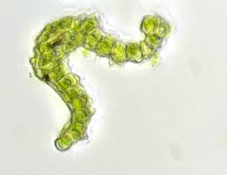 Attēlu rezultāti vaicājumam “Cynodontium strumiferum”