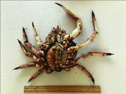 Image result for Maja brachydactyla