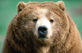 Image result for brown bear