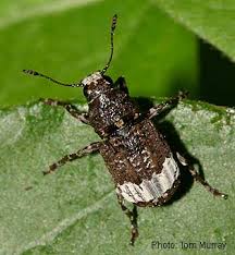 Attēlu rezultāti vaicājumam “Anthribidae”