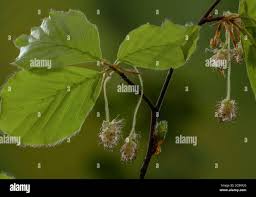 Attēlu rezultāti vaicājumam “Fagus sylvatica male flower”